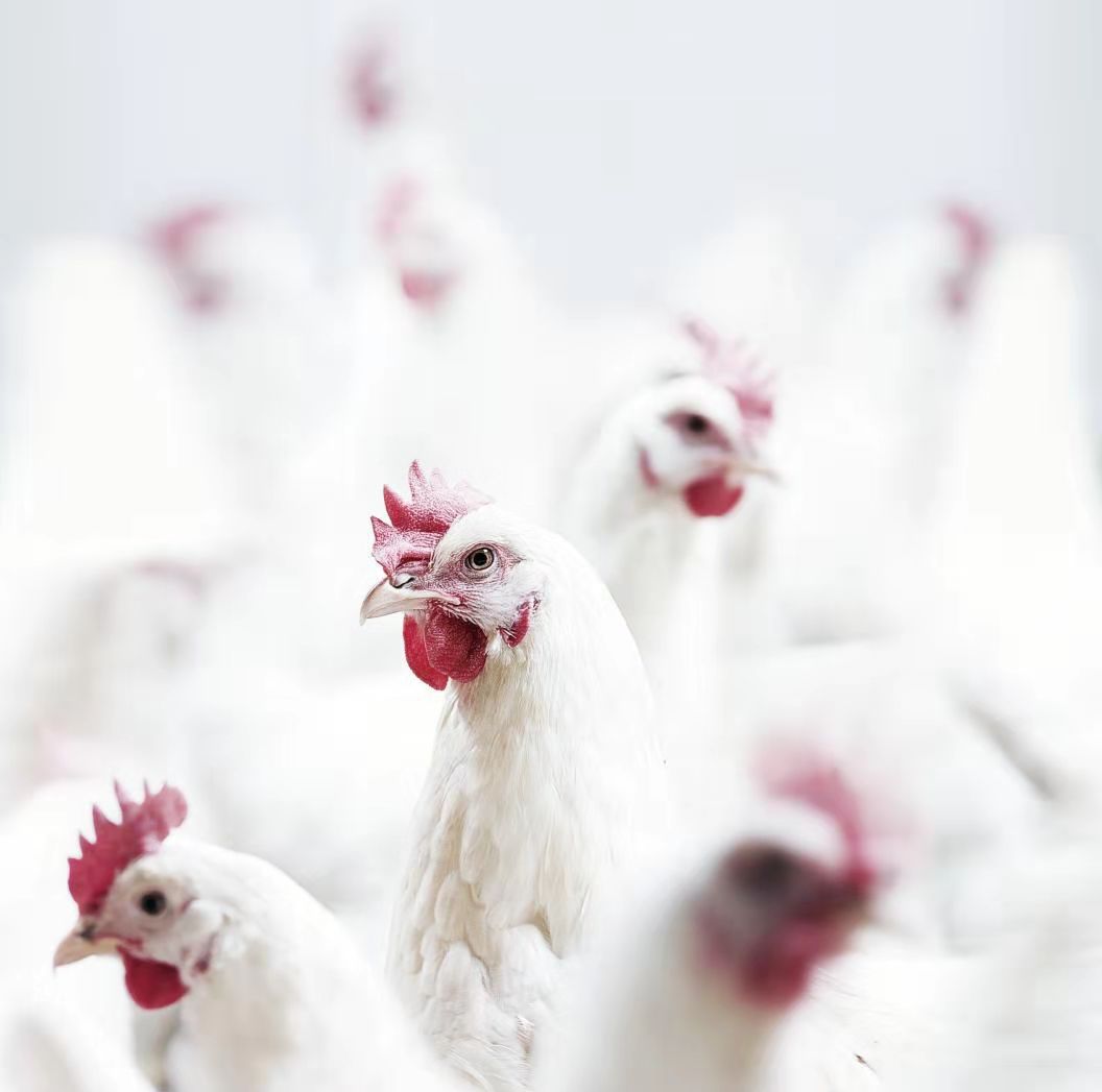 KS��ʱ��(�й���)�ٷ���վ